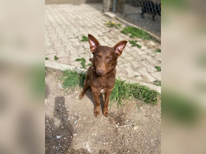 Zutraulicher Australian Shepherd ähnlicher Hundejunge, 7Mon., 40 cm
