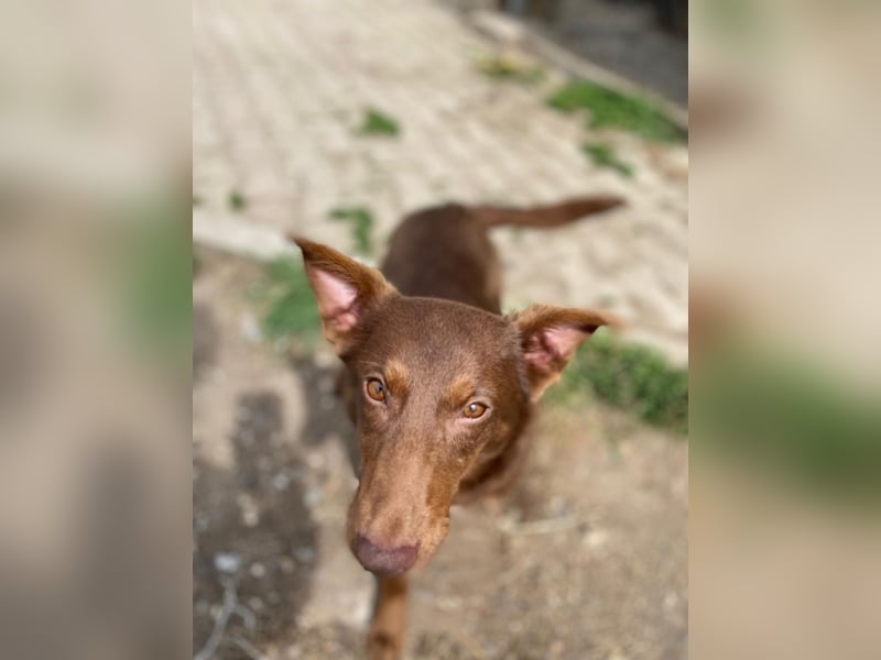 Zutraulicher Australian Shepherd ähnlicher Hundejunge, 7Mon., 40 cm