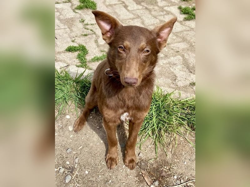 Zutraulicher Australian Shepherd ähnlicher Hundejunge, 7Mon., 40 cm