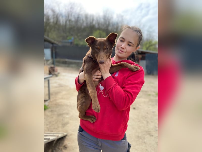 Zutraulicher Australian Shepherd ähnlicher Hundejunge, 7Mon., 40 cm