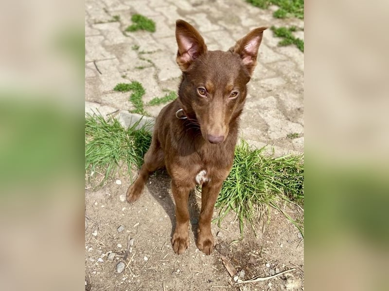 Zutraulicher Australian Shepherd ähnlicher Hundejunge, 7Mon., 40 cm