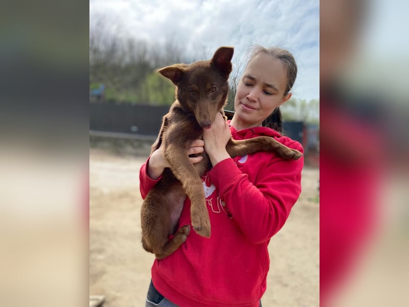 Zutraulicher Australian Shepherd ähnlicher Hundejunge, 7Mon., 40 cm