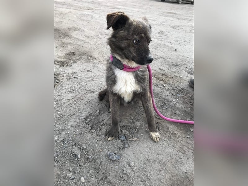 Mogli sucht ein erfahrenes Zuhause