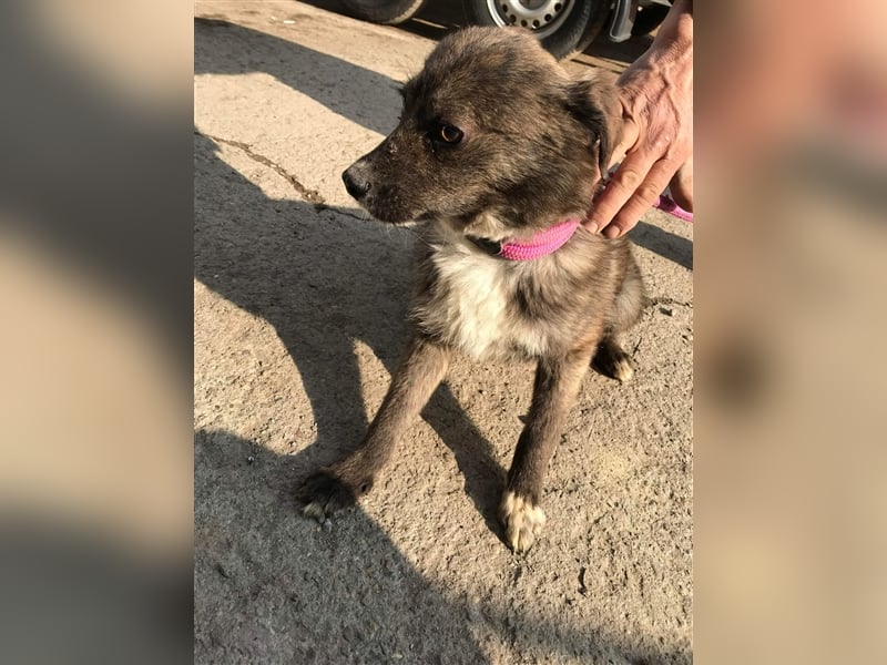 Mogli sucht ein erfahrenes Zuhause