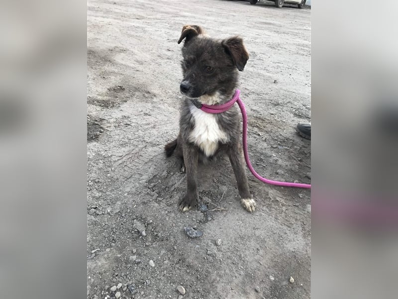 Mogli sucht ein erfahrenes Zuhause