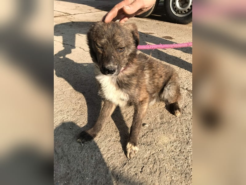 Mogli sucht ein erfahrenes Zuhause