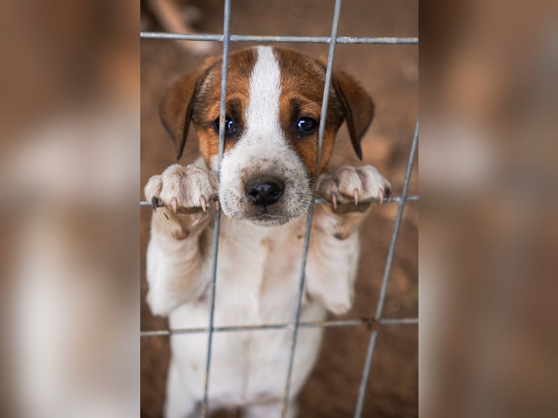 Stella, Alma und Brio suchen  ein Zuhause