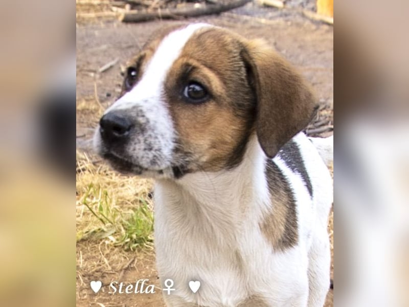 Stella, Alma und Brio suchen  ein Zuhause