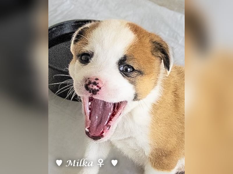 Milena, Milka und Milla suchen ab März ein Zuhause