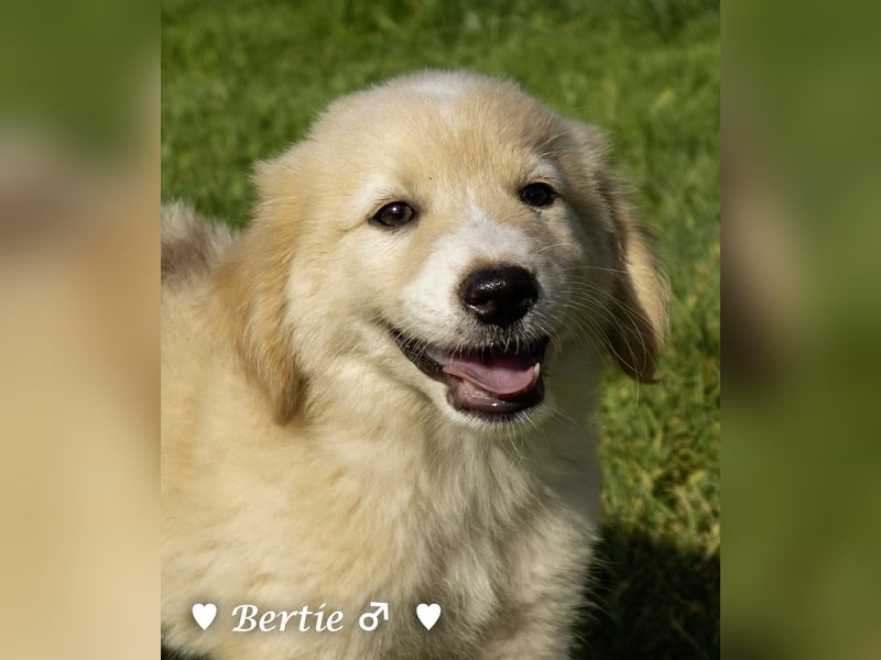 Update: Nur Bonnie sucht  noch ab August ein Zuhause ;Bertie ist ( reserviert)