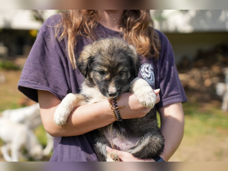 Ava, Aris und Alma suchen  ein Zuhause
