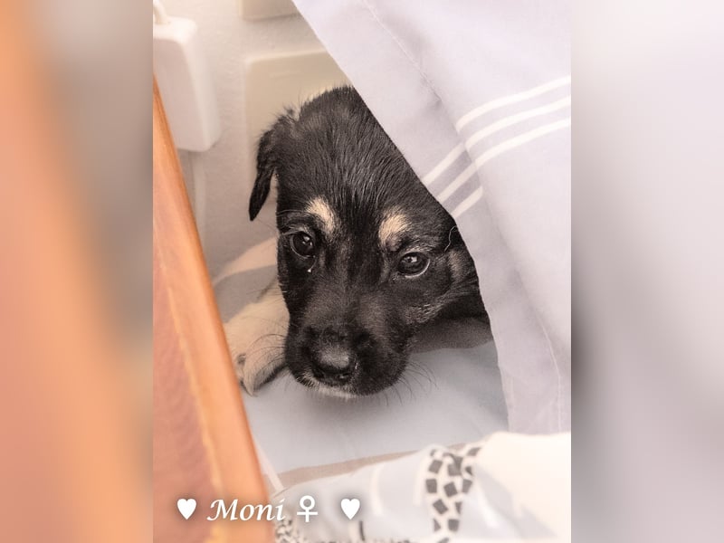 Moni, Martha, Mira und Mary suchen ab März ein Zuhause