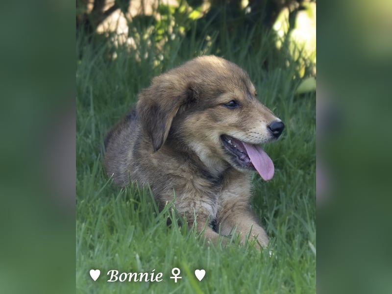 Update: Nur Bonnie sucht  noch ab August ein Zuhause ;Bertie ist ( reserviert)