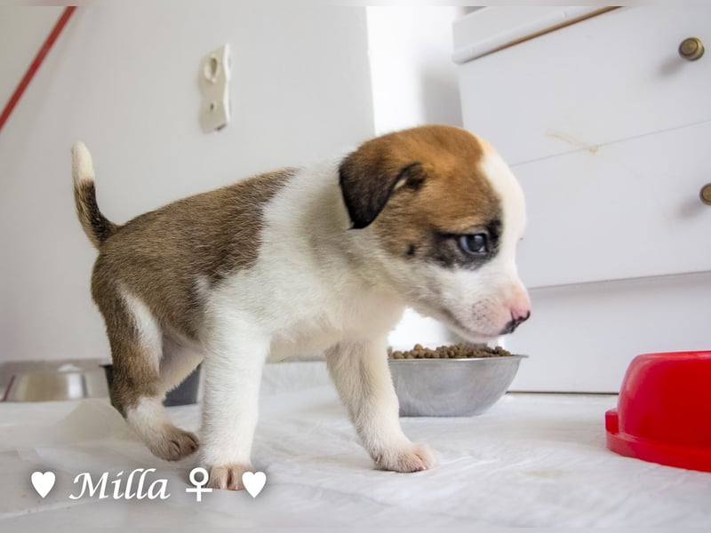 Milena, Milka und Milla suchen ab März ein Zuhause