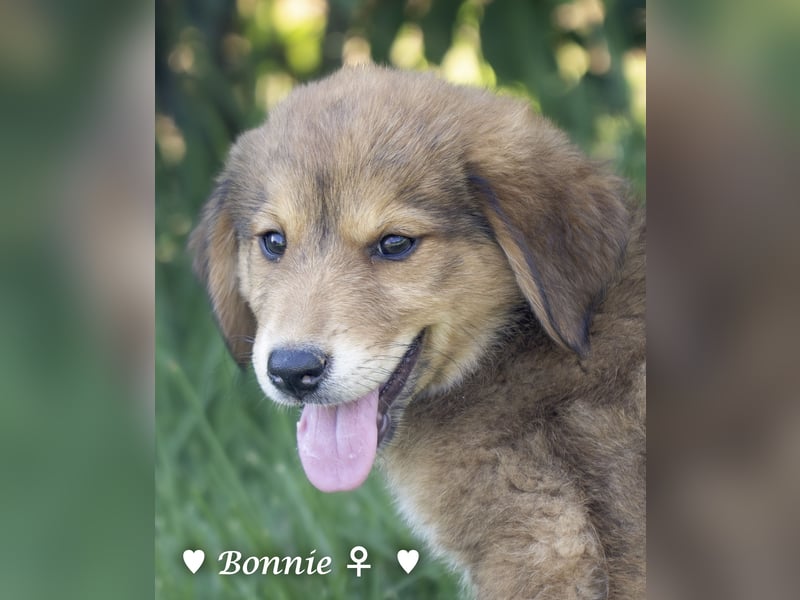 Bernie, Bertie und Buddy suchen ab August ein Zuhause