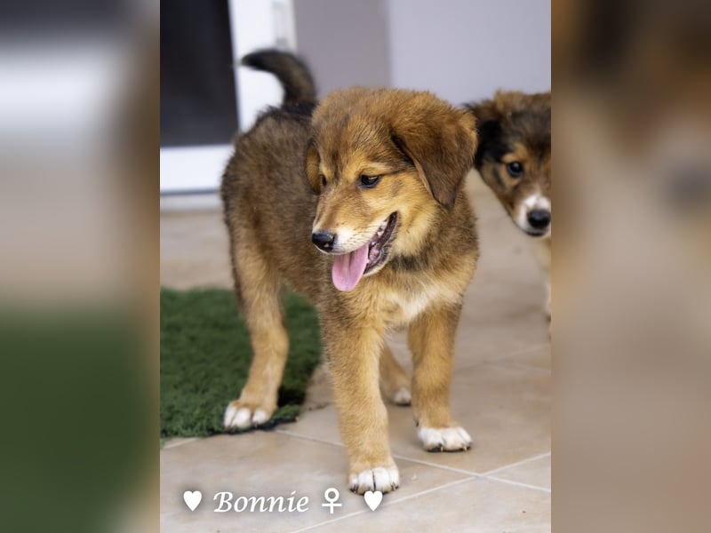 Bernie, Bertie und Buddy suchen ab August ein Zuhause
