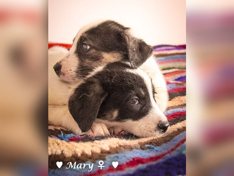 Moni, Martha, Mira und Mary suchen ab März ein Zuhause