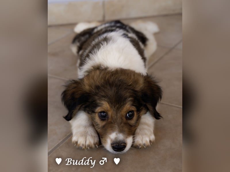 Bernie, Bertie und Buddy suchen ab August ein Zuhause