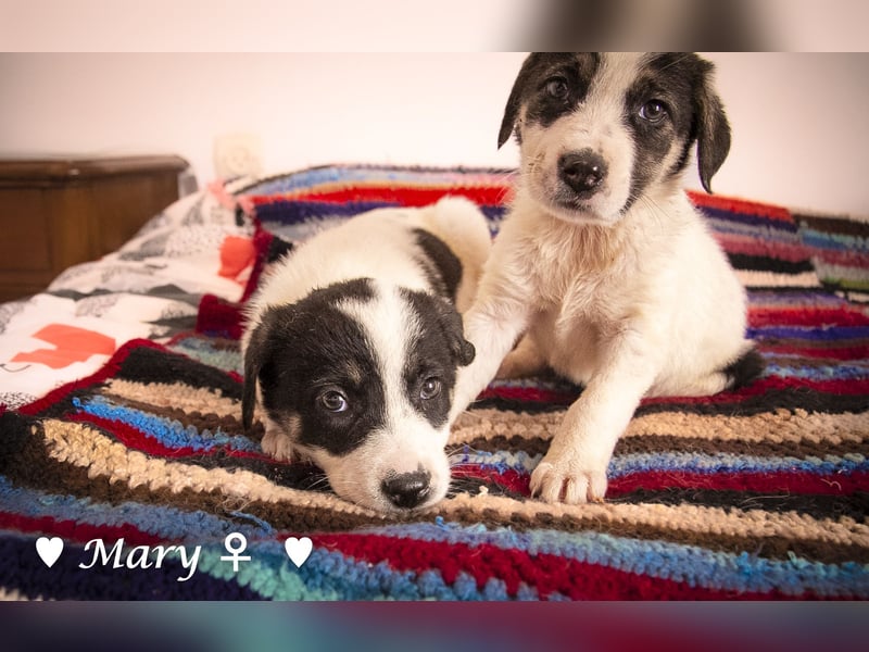 Moni, Martha, Mira und Mary suchen ab März ein Zuhause