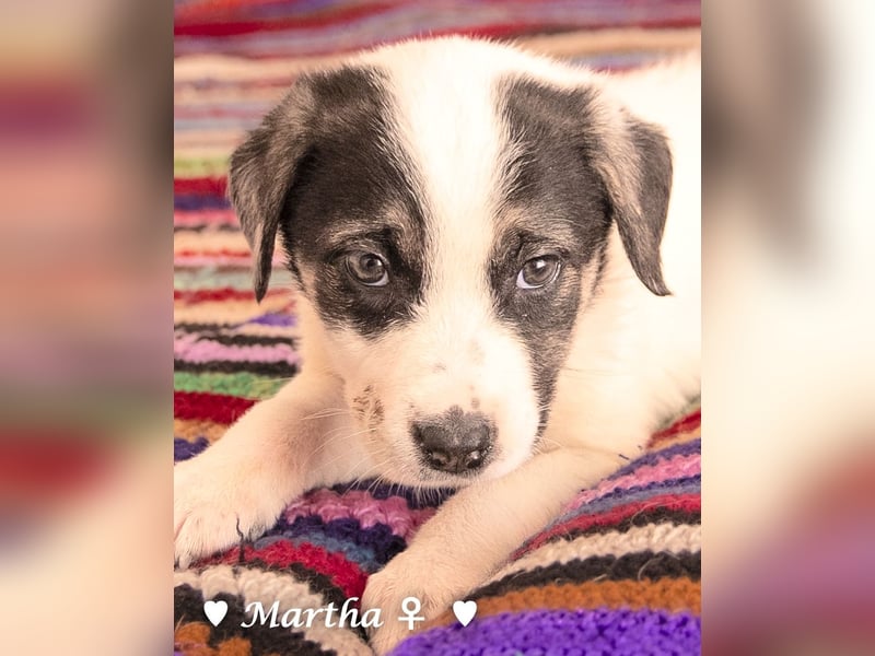 Moni, Martha, Mira und Mary suchen ab März ein Zuhause