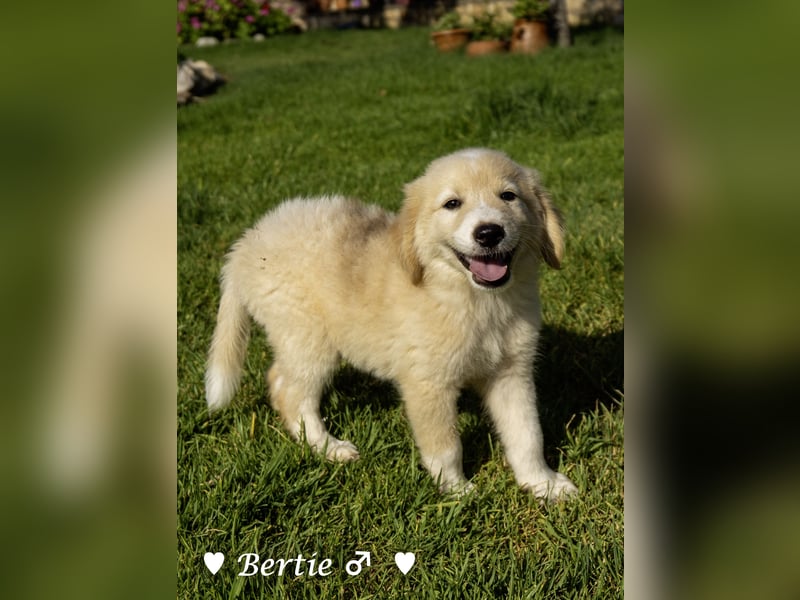 Bernie, Bertie und Buddy suchen ab August ein Zuhause