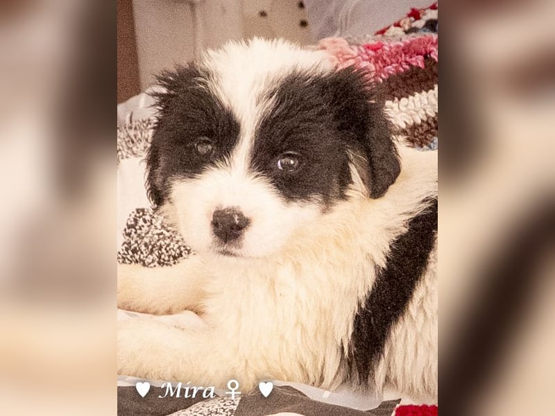 Moni, Martha, Mira und Mary suchen ab März ein Zuhause