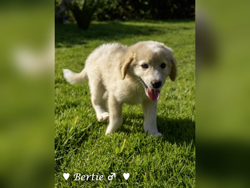 Bernie, Bertie und Buddy suchen ab August ein Zuhause