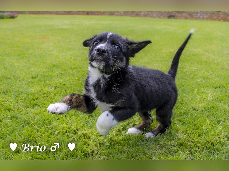 Stella, Alma und Brio suchen  ein Zuhause