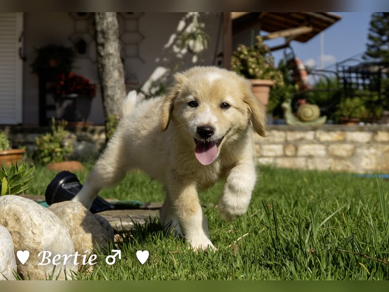 Update: Nur Bonnie sucht  noch ab August ein Zuhause ;Bertie ist ( reserviert)
