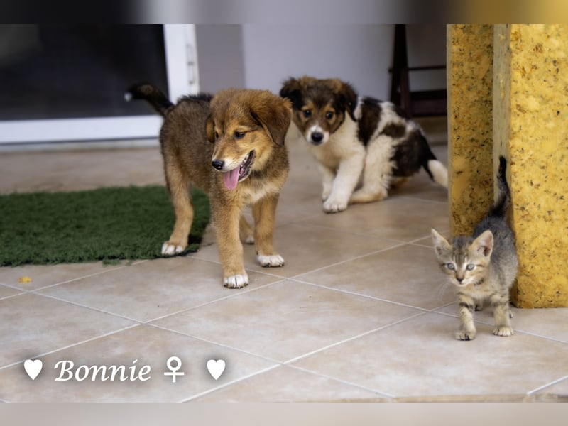 Update: Nur Bonnie sucht  noch ab August ein Zuhause ;Bertie ist ( reserviert)