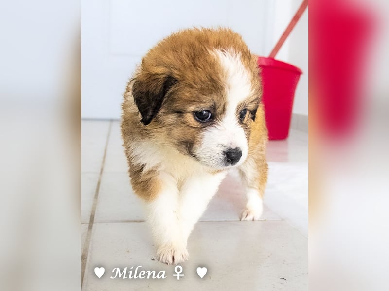 Milena, Milka und Milla suchen ab März ein Zuhause