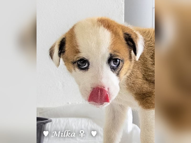 Milena, Milka und Milla suchen ab März ein Zuhause