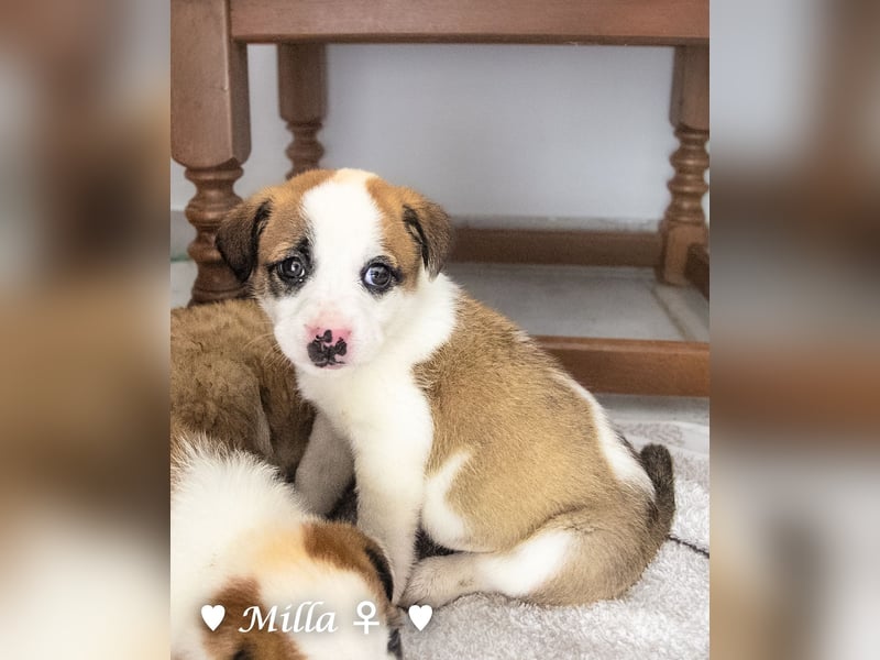 Milena, Milka und Milla suchen ab März ein Zuhause