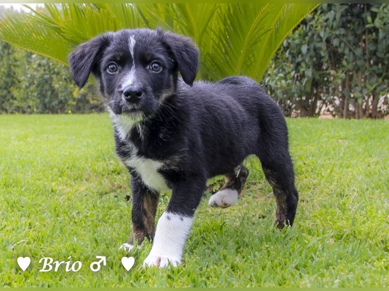 Stella, Alma und Brio suchen  ein Zuhause