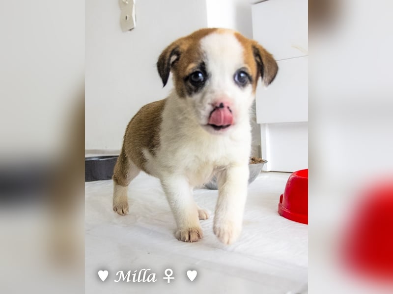 Milena, Milka und Milla suchen ab März ein Zuhause
