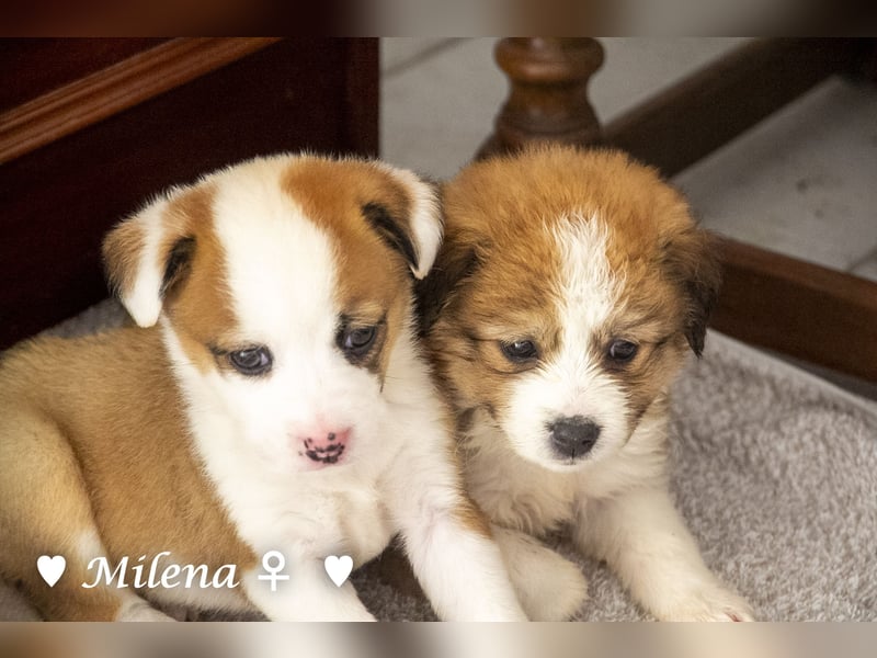 Milena, Milka und Milla suchen ab März ein Zuhause