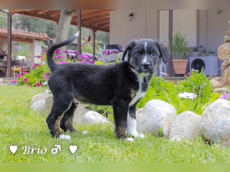 Stella, Alma und Brio suchen  ein Zuhause