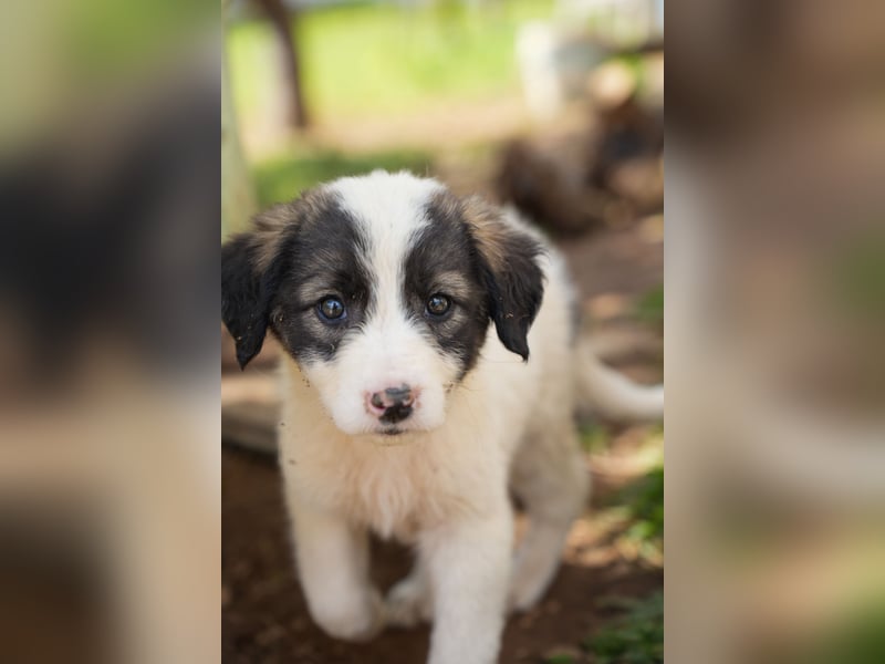 Ava, Aris und Alma suchen  ein Zuhause