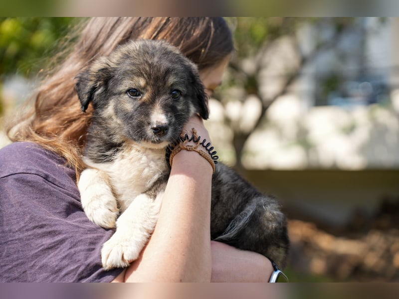 Ava, Aris und Alma suchen  ein Zuhause