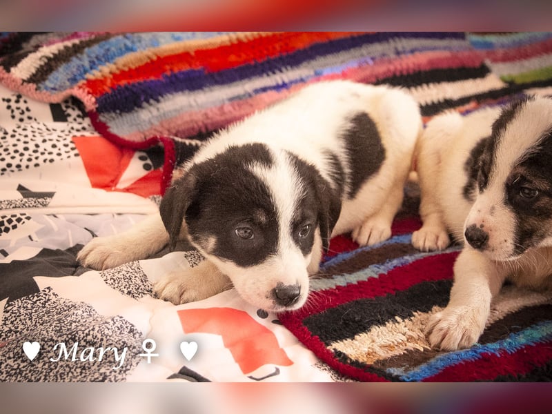 Moni, Martha, Mira und Mary suchen ab März ein Zuhause