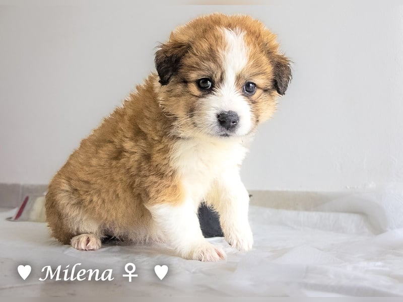 Milena, Milka und Milla suchen ab März ein Zuhause