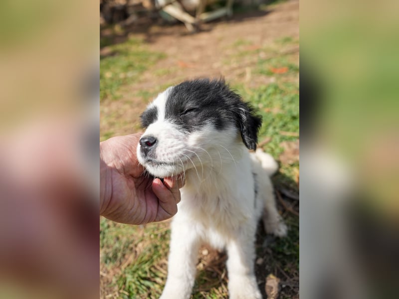 Ava, Aris und Alma suchen  ein Zuhause