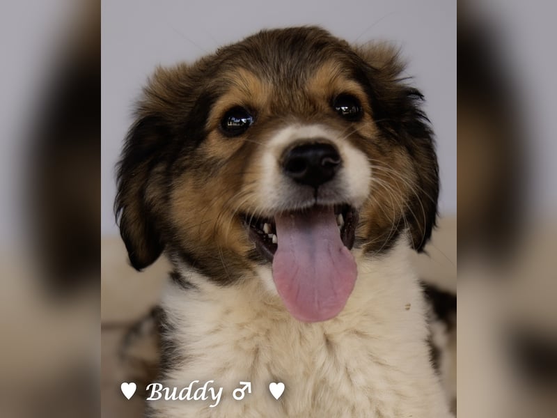 Bernie, Bertie und Buddy suchen ab August ein Zuhause
