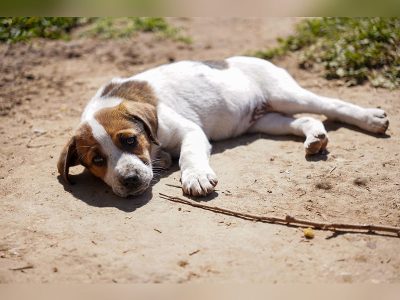 Stella, Alma und Brio suchen  ein Zuhause