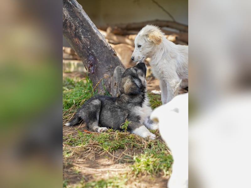 Ava, Aris und Alma suchen  ein Zuhause
