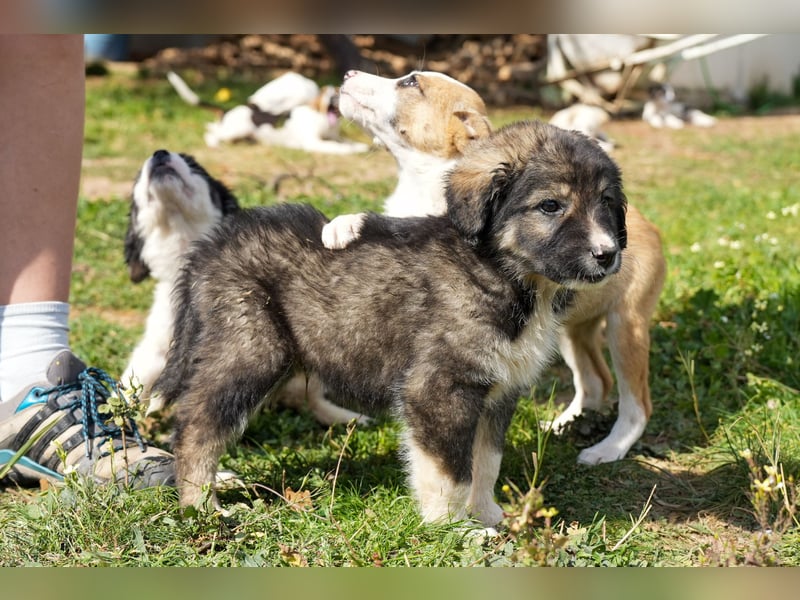 Ava, Aris und Alma suchen  ein Zuhause