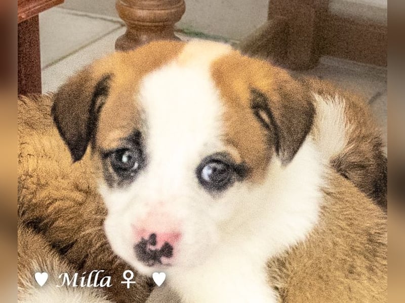 Milena, Milka und Milla suchen ab März ein Zuhause