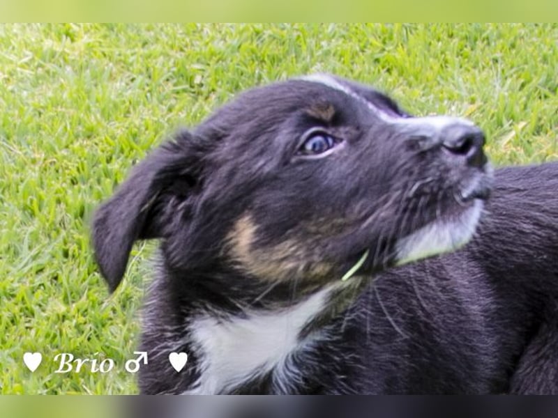 Stella, Alma und Brio suchen  ein Zuhause