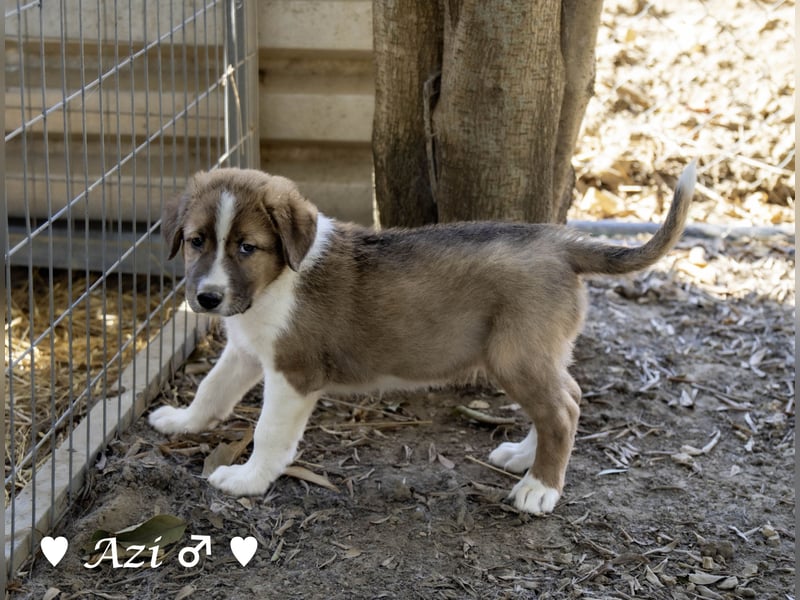 Update: Ayk ist reserviert. Zwei Fellknäuel  suchen ein Zuhause