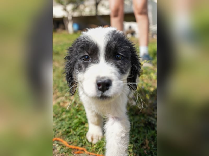 Ava, Aris und Alma suchen  ein Zuhause